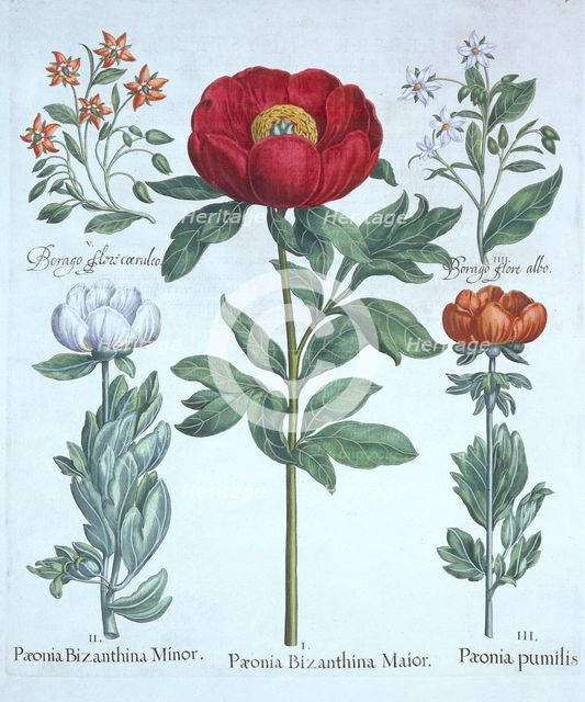 Paeonies and Borage, from 'Hortus Eystettensis', by Basil Besler (1561-1629), pub. 1613 (hand-colour