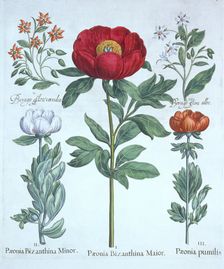 Paeonies and Borage, from Hortus Eystettensis by Basil Besler (1561-1629), pub. 1613 (hand-colour