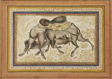 Page from a dispersed muraqqa or album, depicting two camels fighting, painting c1675