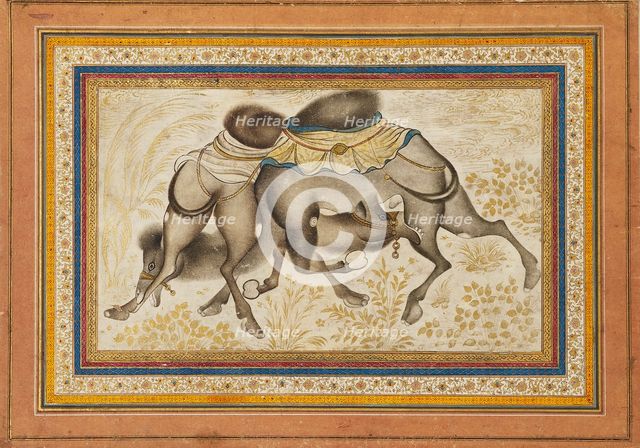 Page from a dispersed muraqqa‘, or album, depicting two camels fighting, painting c1675. Artist: Unknown.