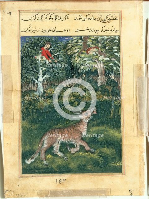 Page from Tales of a Parrot (Tuti-nama): Thirty-first night: The donkey, in a tiger’s skin..., 1558- Creator: Basavana (Indian, active c. 1560-1600), attributed to.