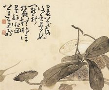 Painted album leaf - Lotus plant, 18th century. Artist: Huang Shen