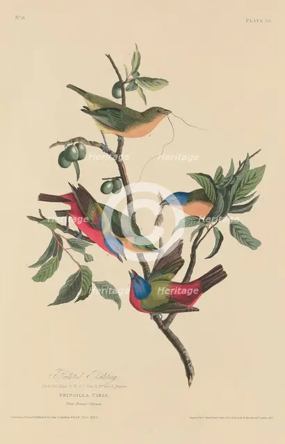 Painted Bunting, 1829. Creator: Robert Havell.