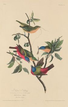 Painted Bunting, 1829. Creator: Robert Havell
