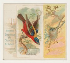 Painted Bunting, from the Song Birds of the World series (N42) for Allen & Ginter Cigarett..., 1890. Creator: Allen & Ginter