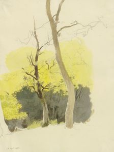Pair of trees, a dense forest in the background, 1858. Creator: Carl Theodor Reiffenstein