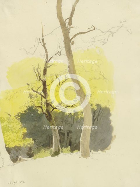 Pair of trees, a dense forest in the background, 1858. Creator: Carl Theodor Reiffenstein.