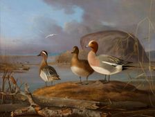 Pair of Wigeons and a Male Teal, 1852. Creator: Magnus von Wright