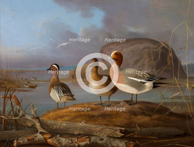 Pair of Wigeons and a Male Teal, 1852. Creator: Magnus von Wright.