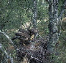 Pair of buzzards on the nest