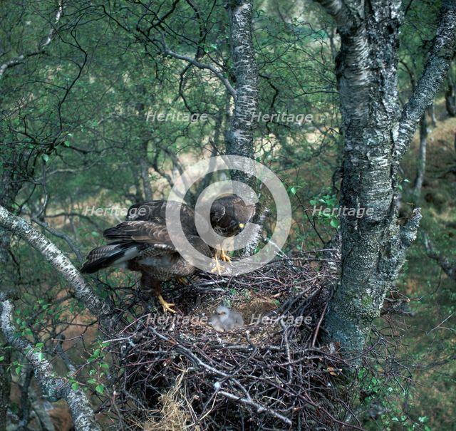 Pair of buzzards on the nest.