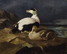 Pair of Common Eiders on a Rock, 1869. Creator: Ferdinand von Wright