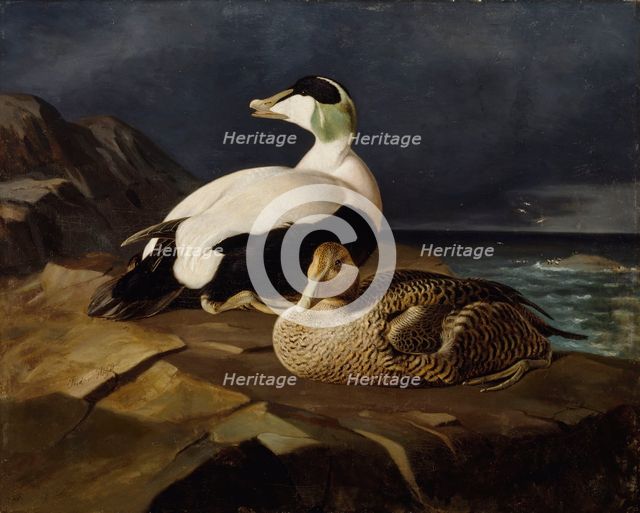 Pair of Common Eiders on a Rock, 1869. Creator: Ferdinand von Wright.