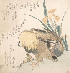 Pair of Mandarin Ducks and Iris Flowers, late 18th-early 19th century. Creator: Kubo Shunman