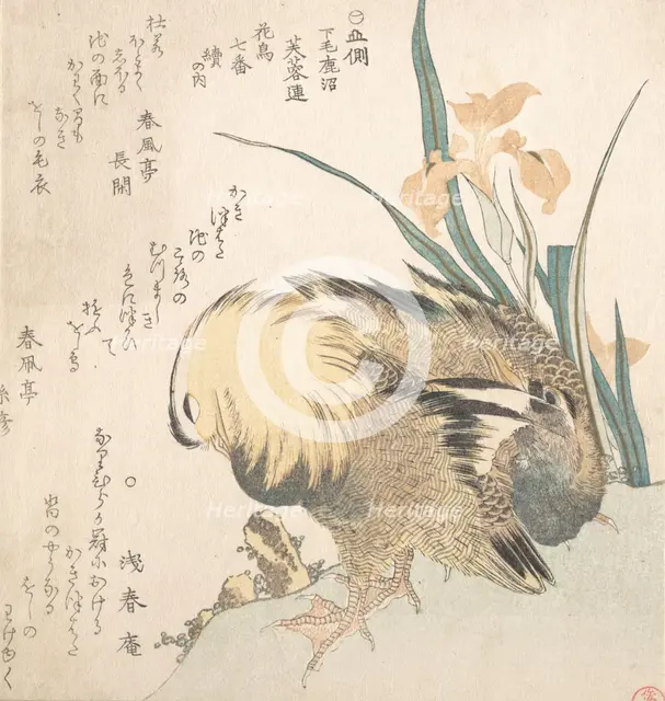 Pair of Mandarin Ducks and Iris Flowers, late 18th-early 19th century. Creator: Kubo Shunman.