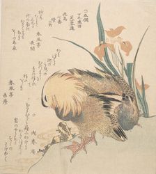Pair of Mandarin Ducks and Iris Flowers, late 18th-early 19th century. Creator: Kubo Shunman