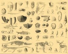 Palaeontology c1910. Creator: Unknown