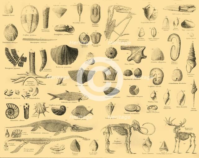 'Palaeontology', c1910. Creator: Unknown.