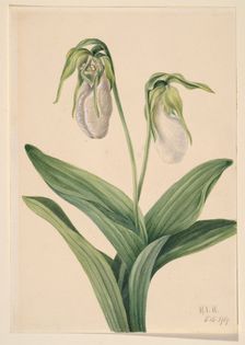 Pale Lady's Slipper (Cypridedium acaule), 1919. Creator: Mary Vaux Walcott
