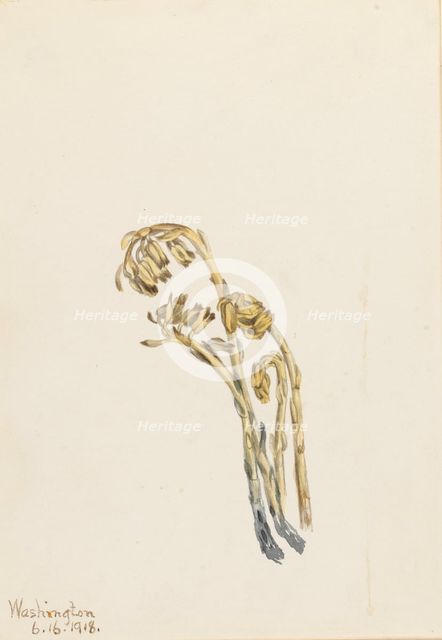 Pale Pinesap (Hypopitys americana), 1918. Creator: Mary Vaux Walcott.