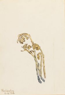 Pale Pinesap (Hypopitys americana), 1918. Creator: Mary Vaux Walcott