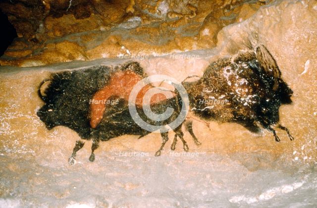 Paleolithic cave-painting of Bison from Lascaux, France. c50,000-c10,000 BC.  Artist: Unknown.
