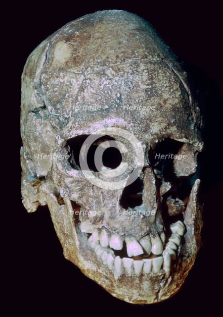 Paleolithic Skull of 'Grimaldi man' (replica). Artist: Unknown
