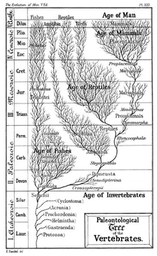 Paleontological tree of vertebrates, 1910. Artist: Ernst Haeckel
