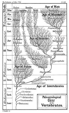 Paleontological tree of vertebrates, 1910. Artist: Ernst Haeckel