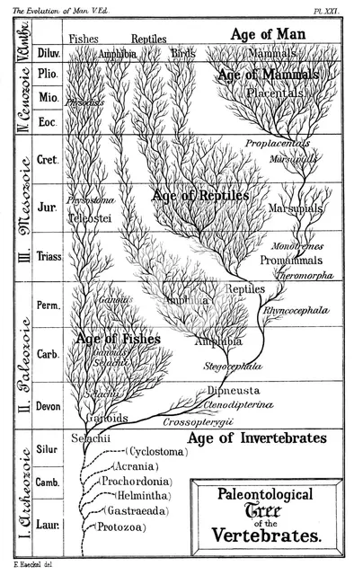 Paleontological tree of vertebrates, 1910. Artist: Ernst Haeckel