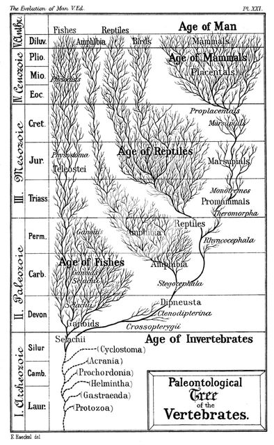 Paleontological tree of vertebrates, 1910. Artist: Ernst Haeckel