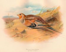 Pallass Sand-Grouse (Syrrhaptes paradoxus) 1900, (1900). Artist: Charles Whymper