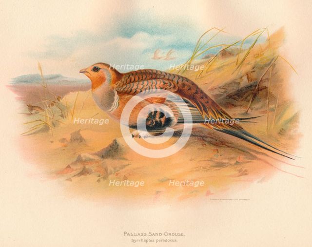 'Pallass Sand-Grouse (Syrrhaptes paradoxus)', 1900, (1900). Artist: Charles Whymper.