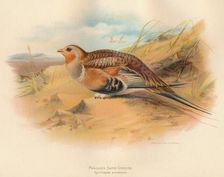 Pallass Sand-Grouse (Syrrhaptes paradoxus) 1900, (1900). Artist: Charles Whymper