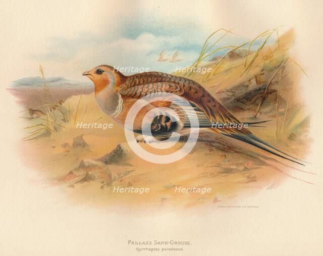 'Pallass Sand-Grouse (Syrrhaptes paradoxus)', 1900, (1900). Artist: Charles Whymper.