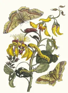 Pallisaden-boom. From the Book Metamorphosis insectorum Surinamensium, 1705. Creator: Merian, Maria Sibylla (1647-1717)