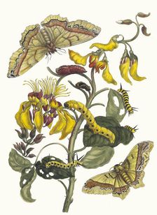Pallisaden-boom. From the Book Metamorphosis insectorum Surinamensium, 1705. Creator: Merian, Maria Sibylla (1647-1717)