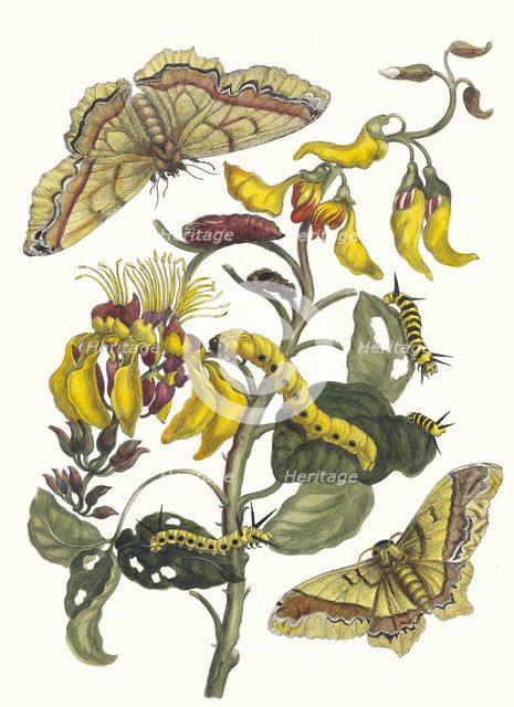 Pallisaden-boom. From the Book Metamorphosis insectorum Surinamensium, 1705. Creator: Merian, Maria Sibylla (1647-1717).