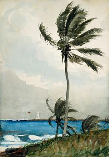 Palm Tree, Nassau, 1898. Creator: Winslow Homer