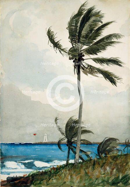 Palm Tree, Nassau, 1898. Creator: Winslow Homer.