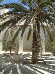 Palm tree and shadows, El Jem Archaeological Museum, Tunisia, 2009. Creator: Amanda Waite