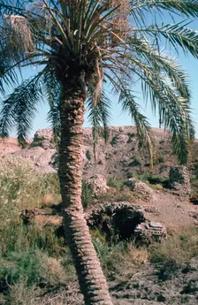 Palm tree below Lion of Babylon, Iraq, 1977. Creator: Vivienne Sharp