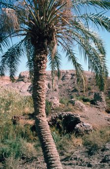 Palm tree below Lion of Babylon, Iraq, 1977. Creator: Vivienne Sharp
