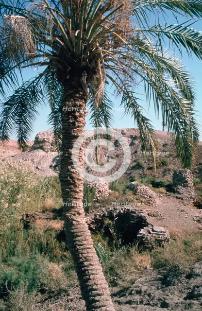 Palm tree below Lion of Babylon, Iraq, 1977. Creator: Vivienne Sharp.
