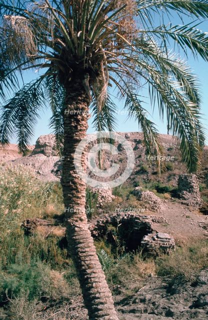Palm tree below Lion of Babylon, Iraq, 1977. Creator: Vivienne Sharp.