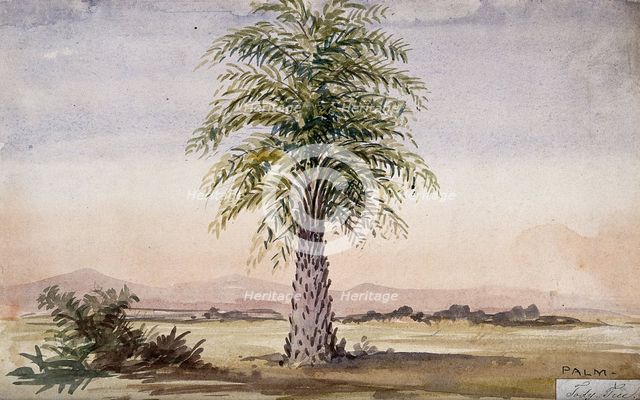 Palm tree (Cocos nucifera?) in arid landscape, 1862. Creator: Unknown.