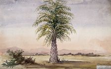 Palm tree (Cocos nucifera?) in arid landscape, 1862. Creator: Unknown