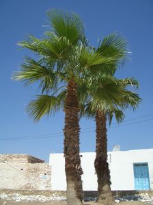 Palm trees, Tunisia, 2009. Creator: Amanda Waite