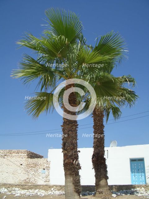 Palm trees, Tunisia, 2009. Creator: Amanda Waite.