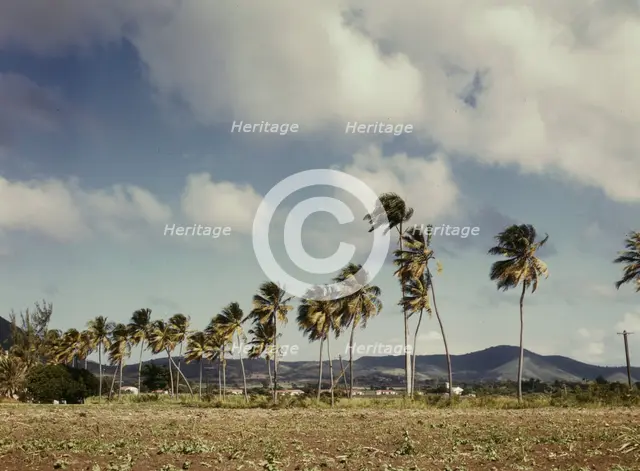 Palm trees along the road, vicinity of Christiansted, Saint Croix, Virgin Islands, 1941. Creator: Jack Delano.